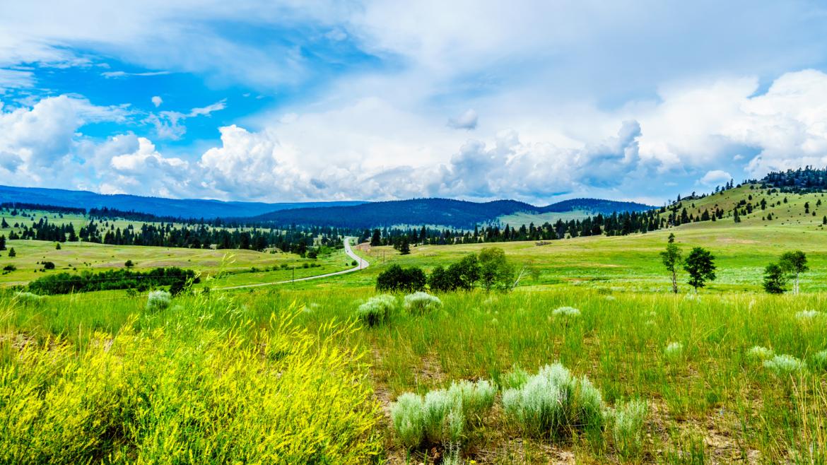 The Nicola Valley Grasslands ecosystem hosts a wide variety of flora and fauna stretching throughout the diverse terrain and elevation. 
