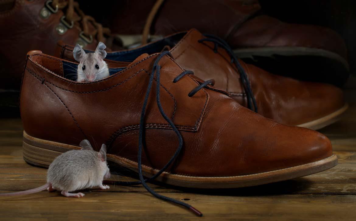 They may be cute, but mice can be a health risk. Prevent a rodent infestation with the right type of insulation. 