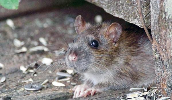  Best Rodent Proof Insulation in Canada: Spray Foam Insulation | Okanagan Insulation Services